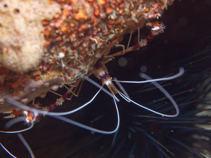 Boxer Shrimp, Arus Balee